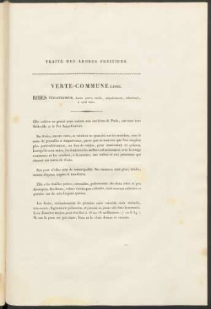 Verte-Commune Lisse. Ribes Vulgatissimum ...