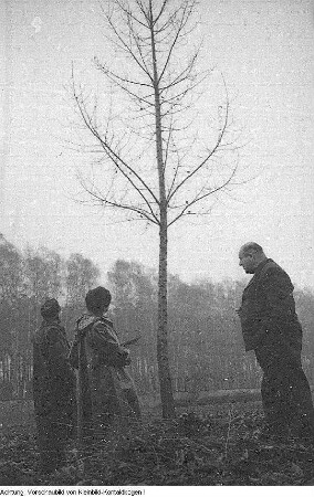 Pirna, Graupa. Reportage - Landwirtschaft, Dezember 1953