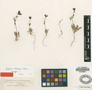 Papaver argemone L.