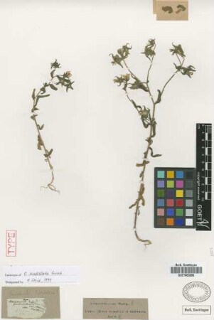 Campanula scutellata Griseb. [lectotype]