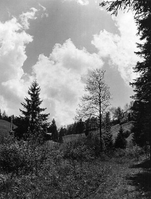 Wolkenbilder. Wolkenfeld über einer Lichtung