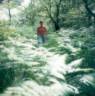 Adlerfarn im Urwald Sababurg