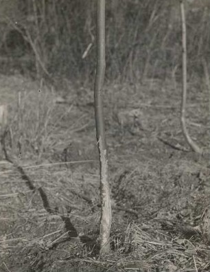 Feldhase (Lepus europaeus), Schälschaden an Jungholz
