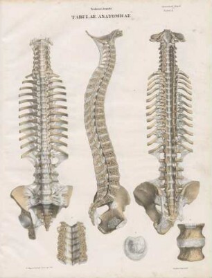 Ligamenta lateris
