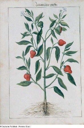 Indianischer pfeffer, Seite 247