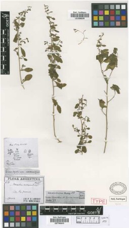 Chenopodium exocarpum Griseb. [type]