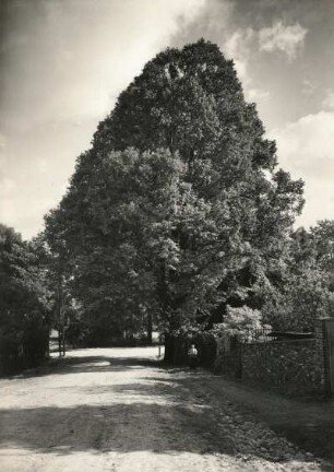 Marienberg. Bergstraße. Alter Baum
