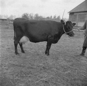 Institut für Tierzuchtforschung Dummerstorf. Kreuzungsprodukt aus der Kreuzung von Jersey und Schwarzbunt. Milchkuh