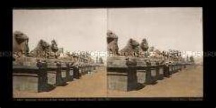 Allee der Widder-Sphingen, Karnak