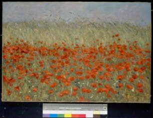 Mohnblumen und Korn