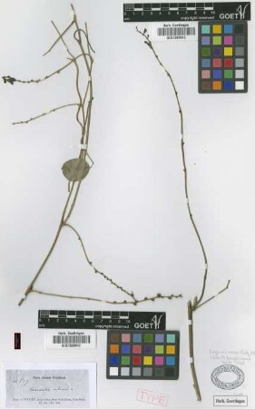 Canavalia cubensis Griseb.