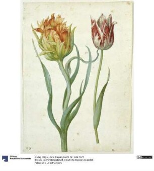 Zwei Tulpen