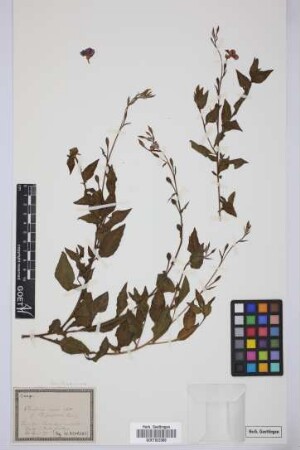 Oenothera rosea Aiton
