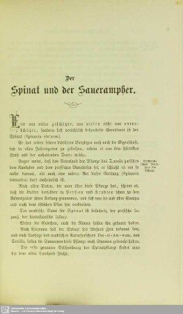 Der Spinat und der Sauerampher