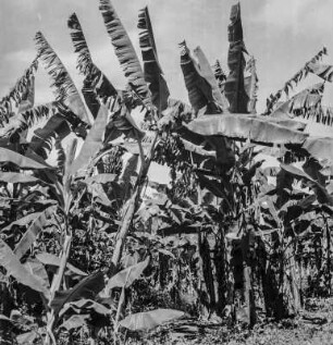 Plantage : Bananenplantage bei Masaka