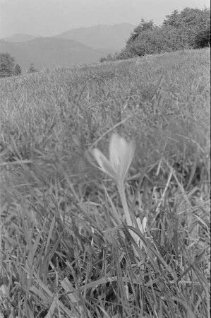 Čičmany. Akt-Pleinair 1980. Herbstzeitlose (Colchicum autumnale) auf einer Wiese