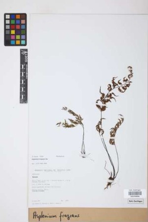Asplenium fragrans Sw.