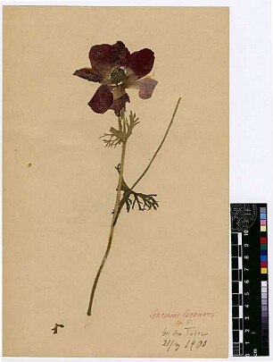 Ranunculaceae Anemone coronaria Post, George E., George E. Post, M.D. D.D.S., LL.D. Late Professor of Natuarl Sciences of the American Universtity of Beirut [Tabor (Berg)]