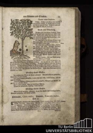 Cap. 9. Citrinaten, Citria malus. Limonen, Limonia malus.