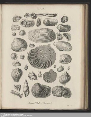 Tab. XIV. Eocene Shells of Bognor