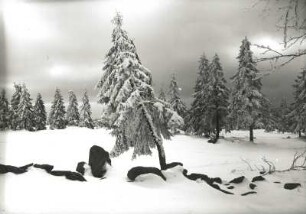 Osterzgebirge. Waldrand am Lugstein