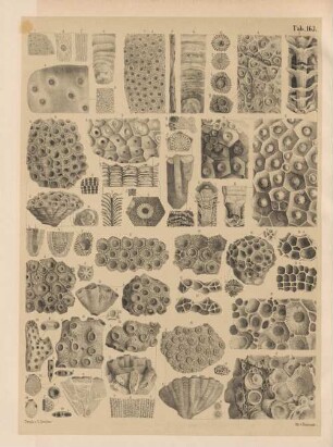 Tab. 163