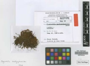 Plagiochila mastigophoroides Inoue [isotype]