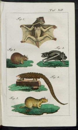 Taf. XII. Fig. 1. - Fig. 5.