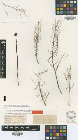 Sisymbrium deltoideum Hook.f. & Thomson [type]