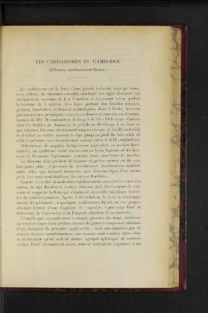 Les Cardamomes Du Cambodge.