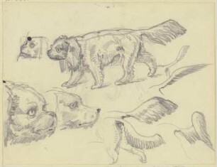 Studienblatt: Hunde