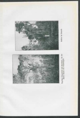 Typisches Urwaldbild mit Unterholz. In der Krone Baum mit Luftwurzeln. [und] Kaktus im Urwald.