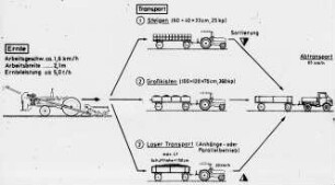 Ernte und Transport von Einlegegurken