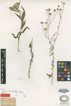 Vernonia plumbaginifolia Fenzl ex Oliv. & Hiern. [type]
