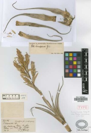 Tillandsia lorentziana Griseb. [holotype]