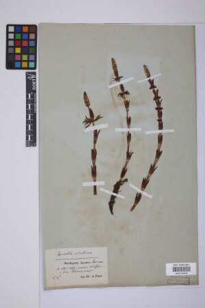 Equisetum sylvaticum L.