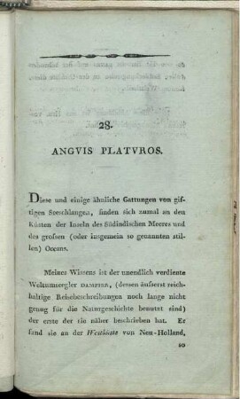 28. Anguis Platuros.