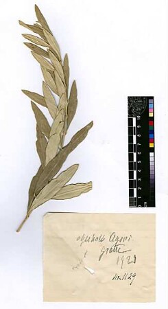 Oleaceae Olea europaea Linné, Carl von (1707 - 1778) [Agoni]