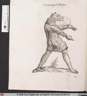 Cynocephali effigies.