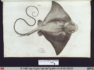 L. Aquila. V. Aquilone.