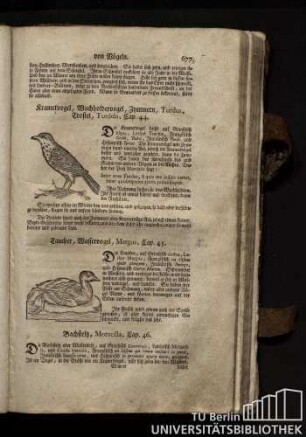 Cap. 46. Bachstelz, Motacilla.