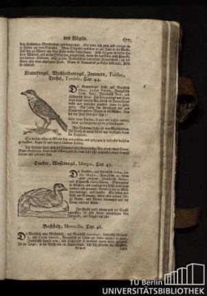 Cap. 46. Bachstelz, Motacilla.