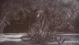 Botanischer Garten in Rio de Janeiro
