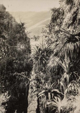 Vegetation (Sammlung Richard Wegner 1869/1931)