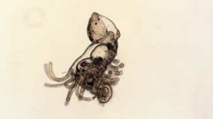 Phoronis muelleri, actinotrocha larva, Helgoland 2018