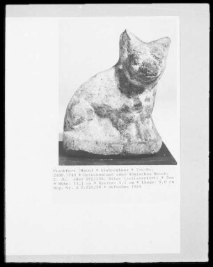 Katze
