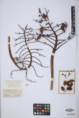Calamus cuspidatus G.Mann & H.Wendl.[isotype]