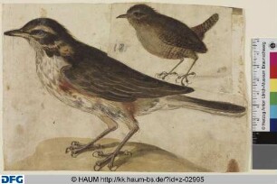 Zwei Vögel