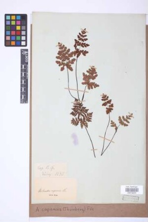Adiantopsis capensis (Thunb.) Fée
