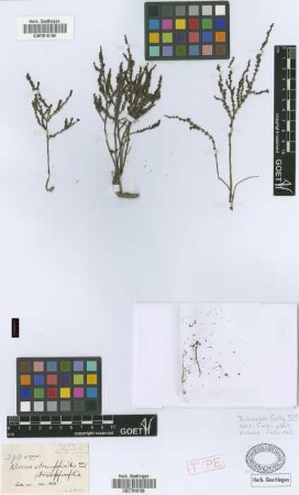 Borreria strumpfioides C.Wright ex Griseb. [syntype]